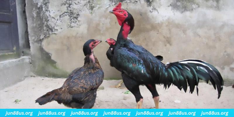 vietjack 9 casino hồ tràm có cho người việt vào không